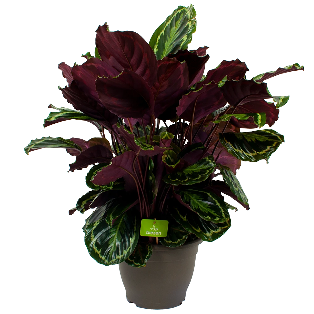 Calathea Medaillon - Schaduwplant - P32 H80 - Kamerplant 3 Calathea Medaillon - Schaduwplant - P32 H80 - Kamerplant
