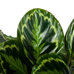 Uitgelichte producten -Tuinplantenwinkel calathea medaillon schaduwplant p32cm h80cm 5