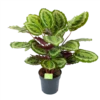 Calathea Mysty - Livingplant - P27 H80 - Kamerplant