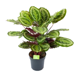 Calathea Mysty - Livingplant - P27 H80 - Kamerplant