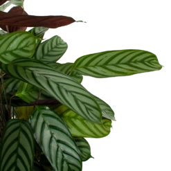 Tuinplantenwinkel -Tuinplantenwinkel calathea oppenheimiana pauwenplant p21 h105 5 1