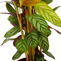 Calathea Oppenheimiana - Schaduwplant - P17 H65 - Kamerplant 8 Calathea Oppenheimiana - Schaduwplant - P17 H65 - Kamerplant -Tuinplantenwinkel calathea oppenheimiana schaduwplant p17 h65 6