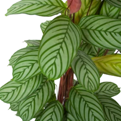 Uitgelichte producten -Tuinplantenwinkel calathea oppenheimiana schaduwplant p27 h130 5