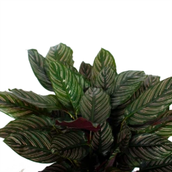 Uitgelichte producten -Tuinplantenwinkel calathea ornata livingplant p27 h80 5 3