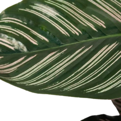 Calathea Ornata - Livingplant - Schaduwplant - P19 H75 - Kamerplant -Tuinplantenwinkel calathea ornata livingplant schaduwplant p19 h75 6 1