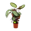 Calathea Picturata - Livingplant - P17 H65 - Kamerplant -Tuinplantenwinkel calathea picturata livingplant p17 h65 1