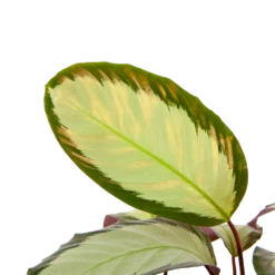 Tuinplantenwinkel -Tuinplantenwinkel calathea picturata livingplant p17 h65 5