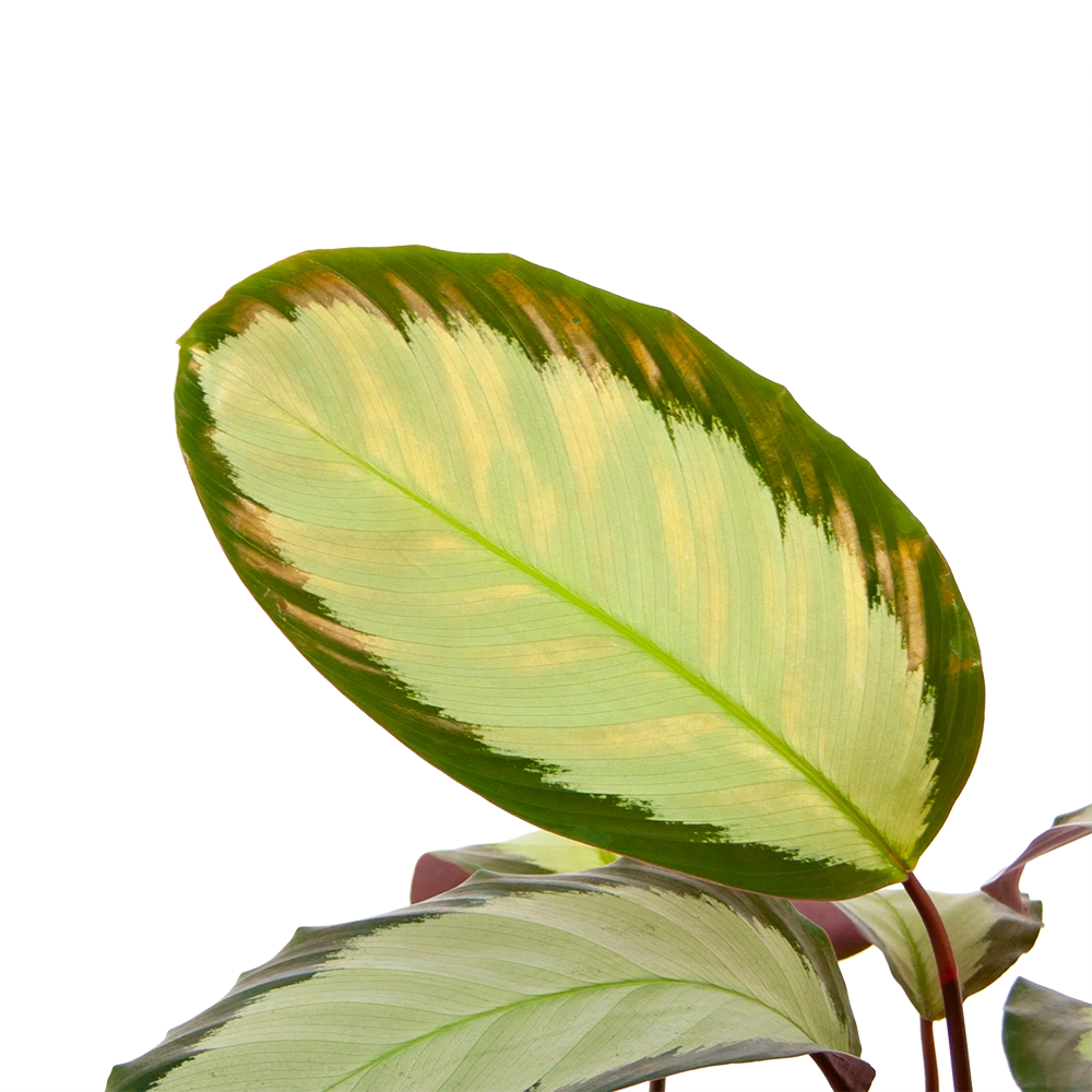 Calathea Picturata - Livingplant - P17 H65 - Kamerplant 3 Calathea Picturata - Livingplant - P17 H65 - Kamerplant - Afbeelding 2
