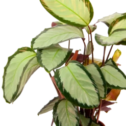 Calathea Picturata - Livingplant - P17 H65 - Kamerplant 7 Calathea Picturata - Livingplant - P17 H65 - Kamerplant -Tuinplantenwinkel calathea picturata livingplant p17 h65 6