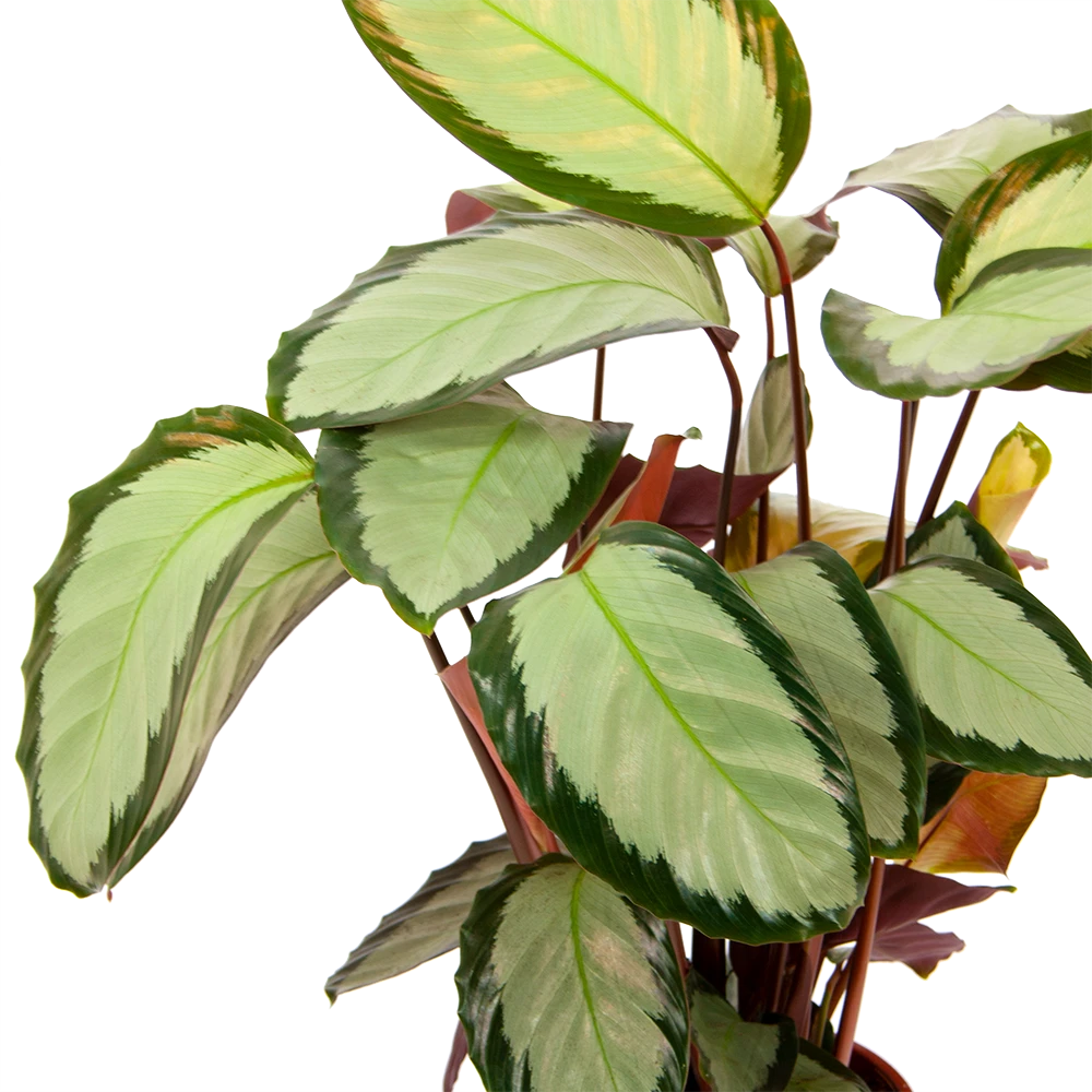 Calathea Picturata - Livingplant - P17 H65 - Kamerplant 4 Calathea Picturata - Livingplant - P17 H65 - Kamerplant - Afbeelding 3