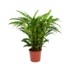 Calathea Rufibarba Bluegrass - Pauwenplant - P17 H65 - Kamerplant -Tuinplantenwinkel calathea rufibarba bluegrass pauwenplant p17 h65 1