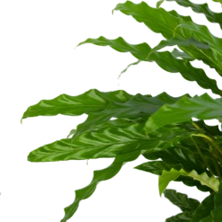 Calathea Rufibarba Bluegrass - Pauwenplant - P17 H65 - Kamerplant -Tuinplantenwinkel calathea rufibarba bluegrass pauwenplant p17 h65 5