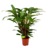 Calathea Rufibarba Bluegrass - Schaduwplant - P21 H85 - Kamerplant 2 Calathea Rufibarba Bluegrass - Schaduwplant - P21 H85 - Kamerplant -Tuinplantenwinkel calathea rufibarba bluegrass schaduwplant p21 h85 4