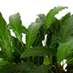 Calathea Rufibarba Bluegrass - Schaduwplant - P21 H85 - Kamerplant -Tuinplantenwinkel calathea rufibarba bluegrass schaduwplant p21 h85 5