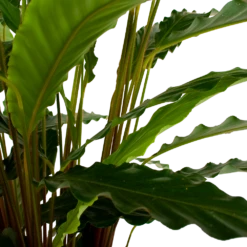 Calathea Rufibarba Bluegrass - Schaduwplant - P21 H85 - Kamerplant -Tuinplantenwinkel calathea rufibarba bluegrass schaduwplant p21 h85 6