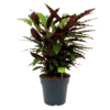 Calathea Rufibarba Wavestar - Pauwenplant - P27 H90 - Kamerplant