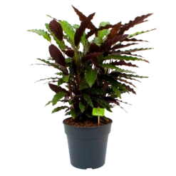 Calathea Rufibarba Wavestar - Pauwenplant - P27 H90 - Kamerplant