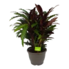 Calathea Rufibarba Wavestar - Pauwenplant - P32 H80 - Kamerplant -Tuinplantenwinkel calathea rufibarba wavestar pauwenplant p32 h80 1