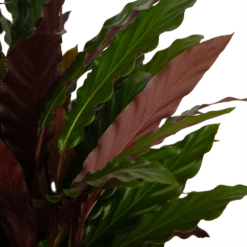 Calathea Rufibarba Wavestar - Pauwenplant - P32 H80 - Kamerplant 7 Calathea Rufibarba Wavestar - Pauwenplant - P32 H80 - Kamerplant -Tuinplantenwinkel calathea rufibarba wavestar pauwenplant p32 h80 4