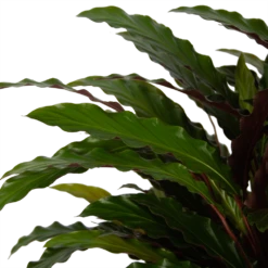 Calathea Rufibarba Wavestar - Pauwenplant - P32 H80 - Kamerplant 8 Calathea Rufibarba Wavestar - Pauwenplant - P32 H80 - Kamerplant -Tuinplantenwinkel calathea rufibarba wavestar pauwenplant p32 h80 5