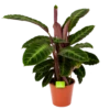 Calathea Warcewiczii - Livingplant - P19 H75 - Kamerplant -Tuinplantenwinkel calathea warcewiczii livingplant p19 h75 1 1