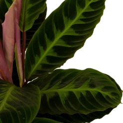 Uitgelichte producten -Tuinplantenwinkel calathea warcewiczii livingplant p19 h75 5 1