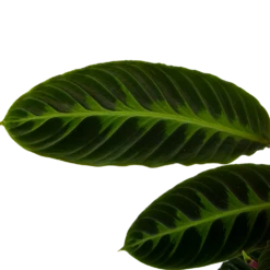 Calathea Warcewiczii - Livingplant - P19 H75 - Kamerplant 8 Calathea Warcewiczii - Livingplant - P19 H75 - Kamerplant -Tuinplantenwinkel calathea warcewiczii livingplant p19 h75 6