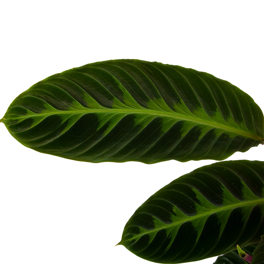 Calathea Warcewiczii - Livingplant - P19 H75 - Kamerplant 5 Calathea Warcewiczii - Livingplant - P19 H75 - Kamerplant - Afbeelding 3