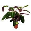 Calathea Warcewiczii - Livingplant - P21 H75 - Kamerplant -Tuinplantenwinkel calathea warcewiczii livingplant p21 h75 1 1