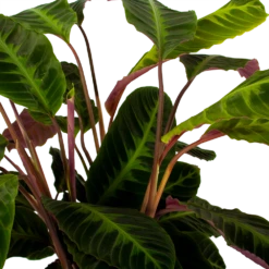 Tuinplantenwinkel -Tuinplantenwinkel calathea warcewiczii livingplant p21 h75 5 1