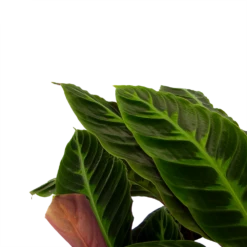 Uitgelichte producten -Tuinplantenwinkel calathea warcewiczii livingplant p21 h90 2