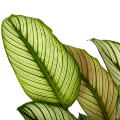 Uitgelichte producten -Tuinplantenwinkel calathea whitestar schaduwplant p19 h75 5 1