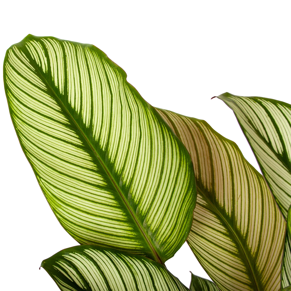 Calathea Whitestar - Schaduwplant - P19 H75 - Kamerplant 4 Calathea Whitestar - Schaduwplant - P19 H75 - Kamerplant - Afbeelding 2