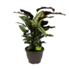 Calathea Whitestar - Schaduwplant - P32 H80 - Kamerplant -Tuinplantenwinkel calathea whitestar schaduwplant p32 h80 1