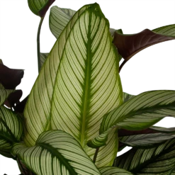 Uitgelichte producten -Tuinplantenwinkel calathea whitestar schaduwplant p32 h80 5