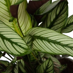 Calathea Whitestar - Schaduwplant - P32 H80 - Kamerplant -Tuinplantenwinkel calathea whitestar schaduwplant p32 h80 6