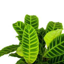 Uitgelichte producten -Tuinplantenwinkel calathea zebrina livingplant p19 h65 5 1