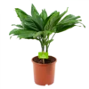 Chamaedorea Metallica Bergpalm - P17 H50 - Kamerplant 2 Chamaedorea Metallica Bergpalm - P17 H50 - Kamerplant -Tuinplantenwinkel chamaedorea metallica bergpalm p17cm h50cm 4 1