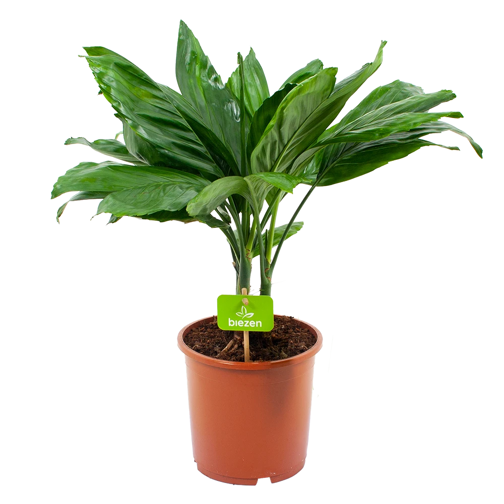 Chamaedorea Metallica Bergpalm - P17 H50 - Kamerplant 3 Chamaedorea Metallica Bergpalm - P17 H50 - Kamerplant