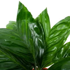 Chamaedorea Metallica Bergpalm - P17 H50 - Kamerplant 6 Chamaedorea Metallica Bergpalm - P17 H50 - Kamerplant -Tuinplantenwinkel chamaedorea metallica bergpalm p17cm h50cm 6