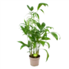Chamaedorea Seifrizii - Bergpalm - P24 H100 - Kamerplant 2 Chamaedorea Seifrizii - Bergpalm - P24 H100 - Kamerplant -Tuinplantenwinkel chamaedorea seifrizii bergpalm p24 h100 1