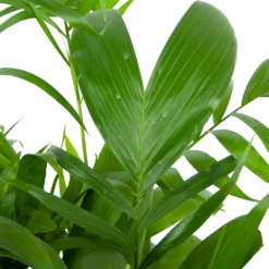 Chamaedorea Seifrizii - Bergpalm - P24 H100 - Kamerplant -Tuinplantenwinkel chamaedorea seifrizii bergpalm p24 h100 5