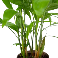 Chamaedorea Seifrizii - Bergpalm - P24 H100 - Kamerplant -Tuinplantenwinkel chamaedorea seifrizii bergpalm p24 h100 6