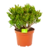 Crassula Ovata Gollum - P23 H50 - Kamerplant 2 Crassula Ovata Gollum - P23 H50 - Kamerplant -Tuinplantenwinkel crassula ovata gollum p23 h50 1 1