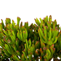 Crassula Ovata Gollum - P23 H50 - Kamerplant 6 Crassula Ovata Gollum - P23 H50 - Kamerplant -Tuinplantenwinkel crassula ovata gollum p23 h50 5 1