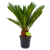 Cycas Revoluta - Vredespalm - P17 H60 - Kamerplant -Tuinplantenwinkel cycas revoluta vredespalm p17 h60 4