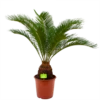 Cycas Revoluta - Vredespalm - P24 H85 - Kamerplant 2 Cycas Revoluta - Vredespalm - P24 H85 - Kamerplant -Tuinplantenwinkel cycas revoluta vredespalm p24cm h85cm 4