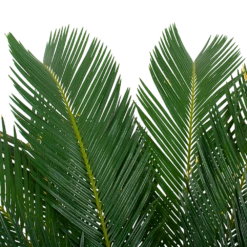 Cycas Revoluta - Vredespalm - P24 H85 - Kamerplant -Tuinplantenwinkel cycas revoluta vredespalm p24cm h85cm 5