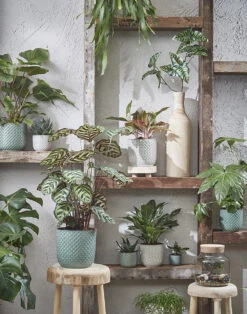 Bloempot Daan - D19 X H17.5cm - Groen 7 Bloempot Daan - D19 X H17.5cm - Groen -Tuinplantenwinkel daan pot rond groen h17 5xd19cm bloempot 7 12