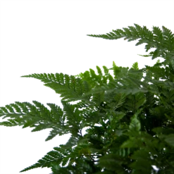 Davallia Teyermannii - In Hangpot - P17 H30 - Kamerplant -Tuinplantenwinkel davallia teyermannii in hangpot p17 h30 6